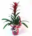 Bromelia Natural - Detalle Con Amor Para Regalo En Fecha Especial, Amor Y Amistad, Cumpleaños, Aniversarios, Condolencias, Graduación, Felicitación Y Agradecimiento.