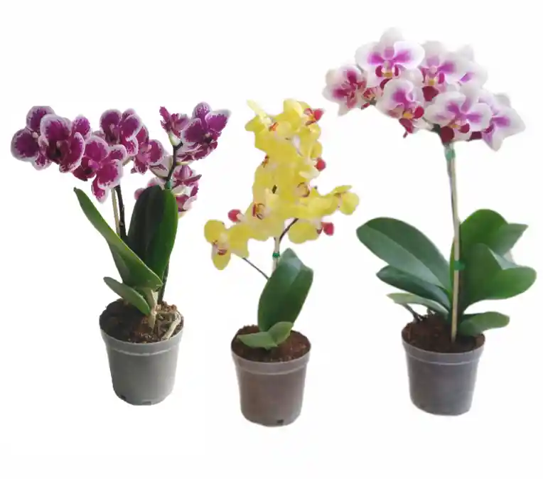 Orquidea 3 Mini Fiore Gran Oferta Regalo