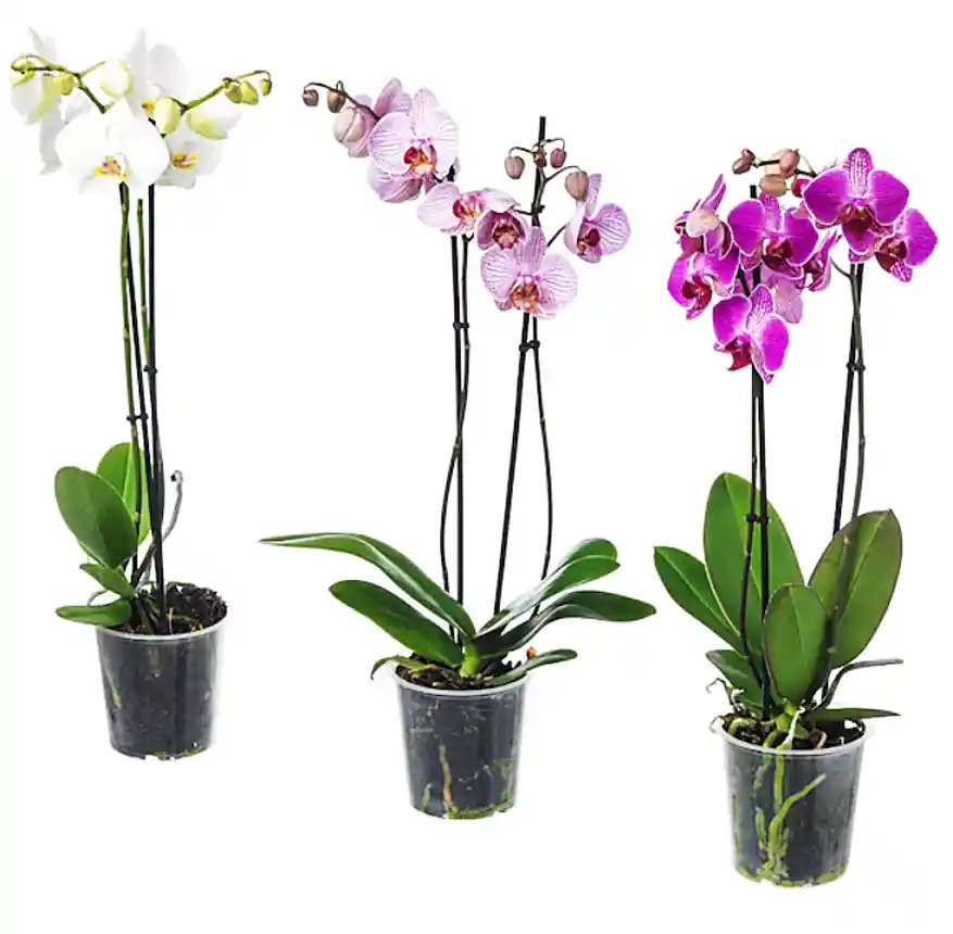 Orquidea 3 Grandes Stilish 2 Varas Oferta Amor Y Amistad