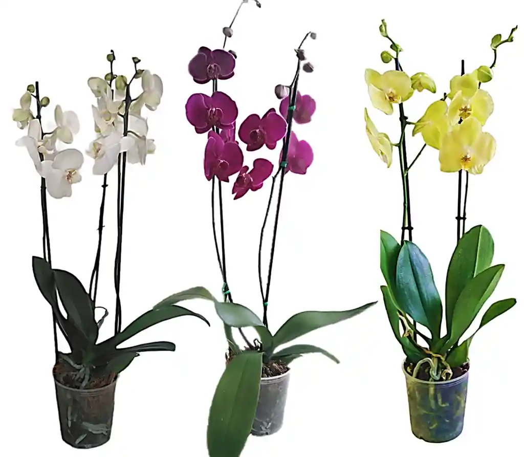 Orquidea 3 Grandes Stilish 2 Varas Oferta Amor Y Amistad