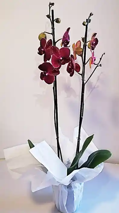 Orquidea Stilish Grande 2 Varas Oferta Amor Y Amistad