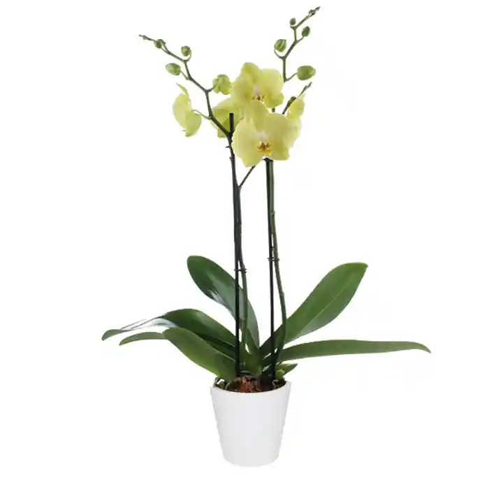 Orquídea Amarilla - Floristería En Cali