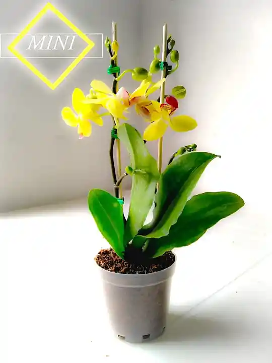 Orquidea Mini Fiore Oferta