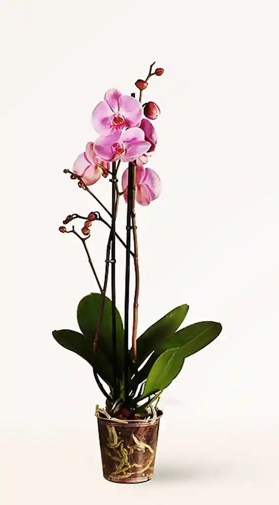 Orquidea Stilish Grande Oferta Hasta Agotar Existencias Colores Surtidos Oferta Amor Y Amistad