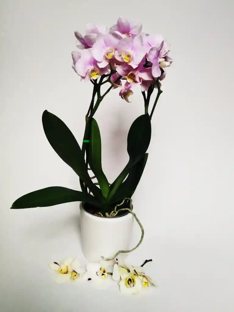 Orquidea Media Fiore Matera Ceramica Oferta Mes De Las Madres