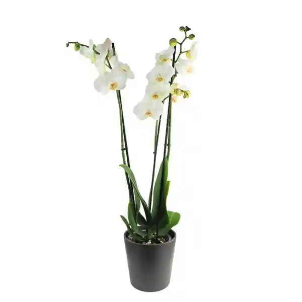 Orquidea Stilish Grande Blanca Condolencias