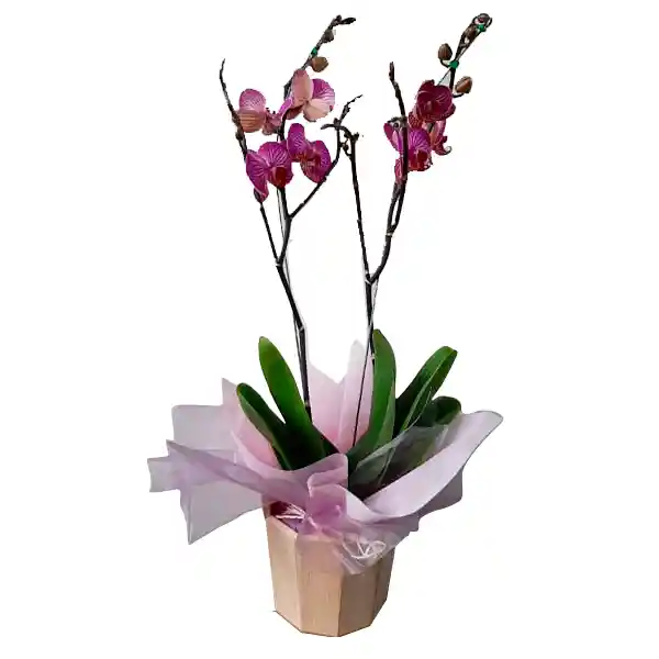 Orquidea Morada.