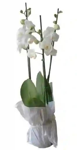 Orquidea Stilish Grande 2 V Blanca Pureza Oferta Mes De Las Madres