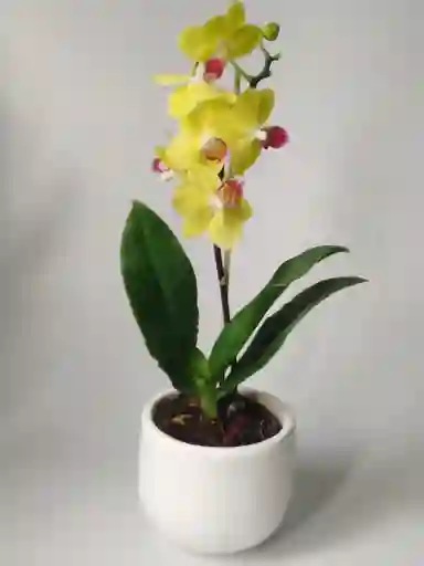 Orquidea Mini Fiore Matera Ceramica Promocion Oferta Mes Amor Y Amistad