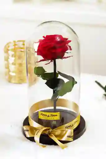 Rosa Preservada Roja