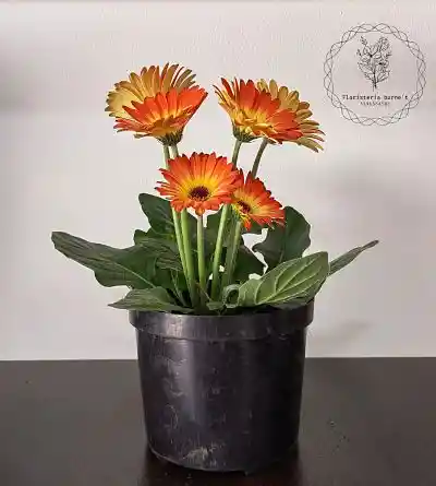 Gerberas En Plata De Regalo