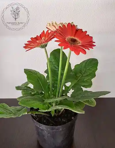 Gerberas En Plata De Regalo