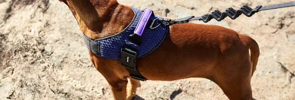 Zee.dog Wicked Fly Harness Talla 4