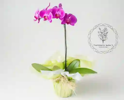 Orquídea De Regalo