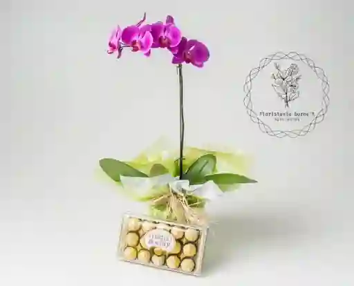 Orquídea Con Chocolates De Regalo