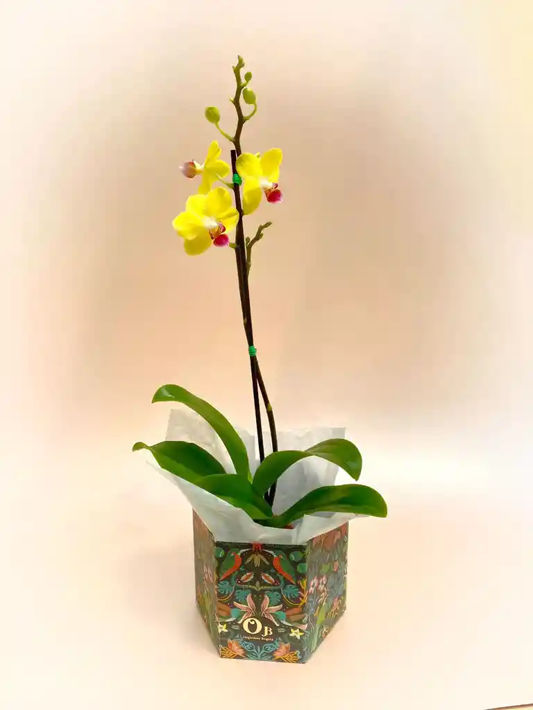 Orquidea Mini Amarilla Con Centro Rojo