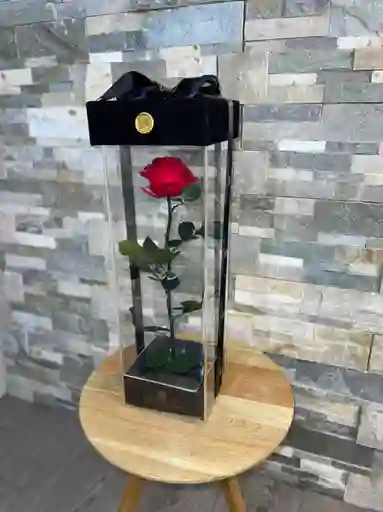 Rosa Preservada Alta