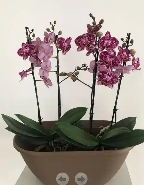 2 Orquídeas Multiflora De Dos Vas Con Matera