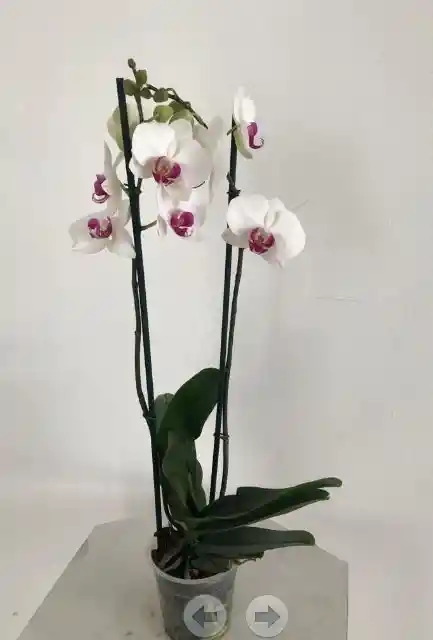 Orquidea Blanca Botón Fucsia Dos Varas