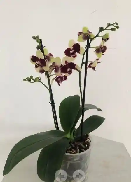 Orquídea De Multiflora 2 Varas