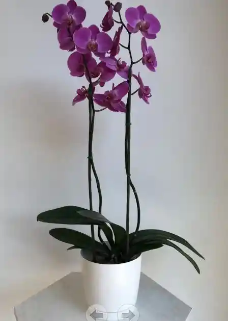 Orquídea Morada De Dos Varas Con Matera