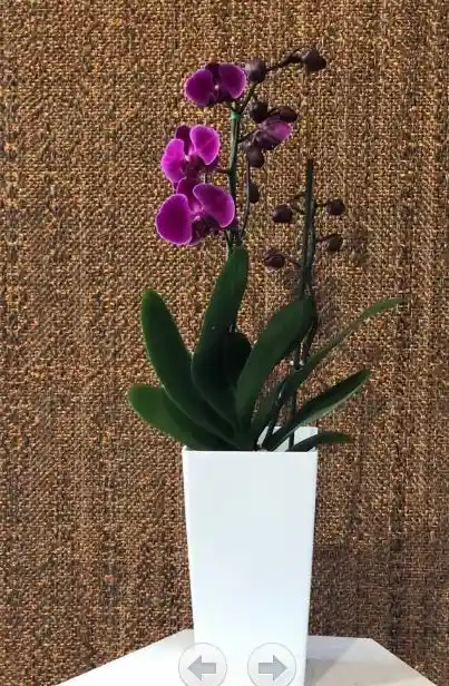 Orquídeas Fucsia De 2 Varas Con Matera Alta