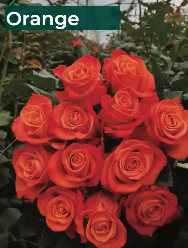 Orange X 25 Rosas