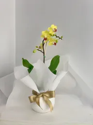 Orquideas Mini Base Ceramica
