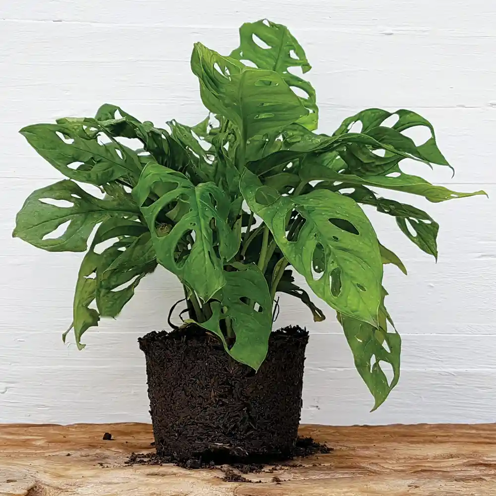 Monstera Andansonii – Hoja Rota