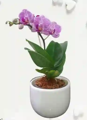 Orquidea Mini Fiore Matera Ceramica Colores Variados Oferta Amor Y Amistad