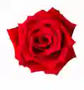Rosas Rojas X 18 En Caja Frambuesa Don Eloy