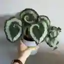 Begonia Caracol
