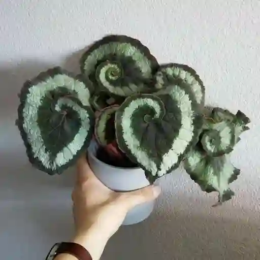 Begonia Caracol