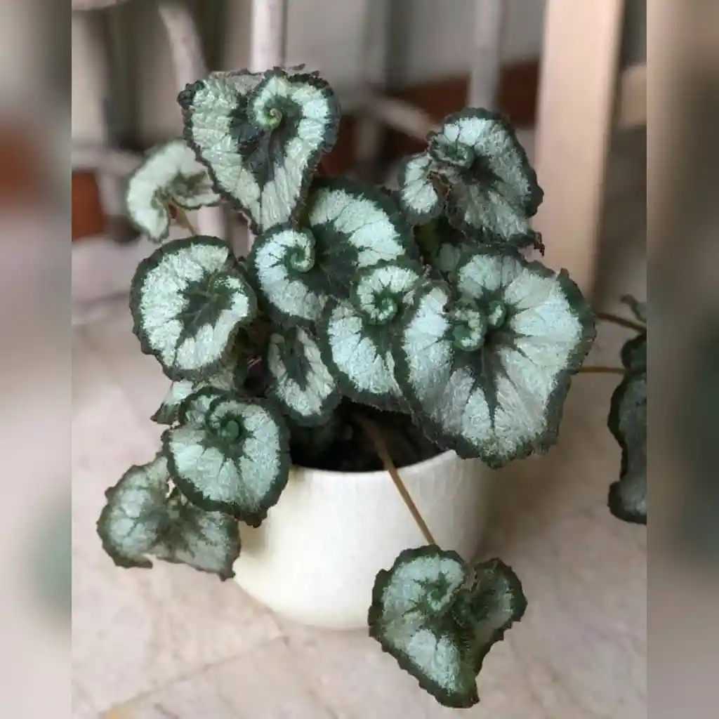Begonia Caracol