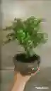 Bonsái Jade - Detalle Con Amor Para Regalo En Fecha Especial, Amor Y Amistad, Cumpleaños, Aniversarios, Condolencias, Graduación, Felicitación Y Agradecimiento.