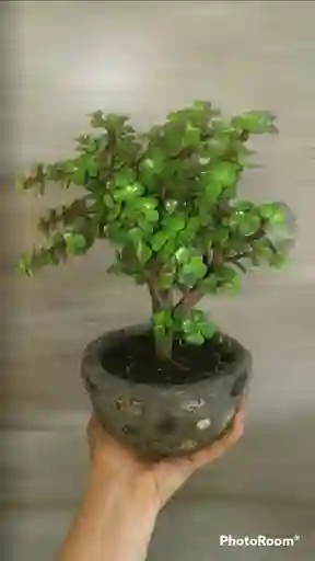 Bonsái Jade - Detalle Con Amor Para Regalo En Fecha Especial, Amor Y Amistad, Cumpleaños, Aniversarios, Condolencias, Graduación, Felicitación Y Agradecimiento.