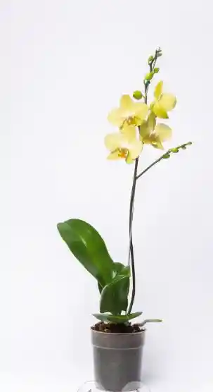 Orquidea 106897 Ii