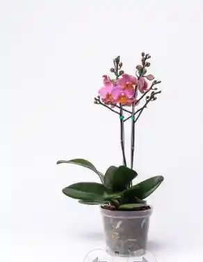 Orquidea 107123 I Princess