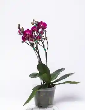 Orquidea 108314 Ii Princess