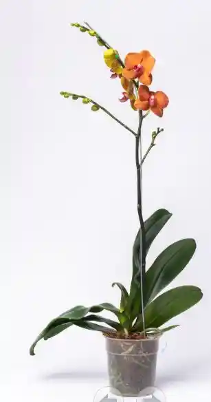 Orquidea Asian Sun I