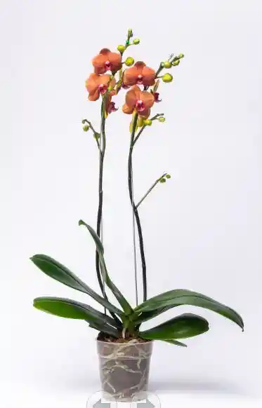 Orquidea Asian Sun Ii