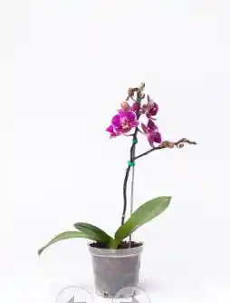 Orquidea Basel I Baby