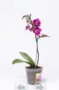 Orquidea Basel I1 Princess