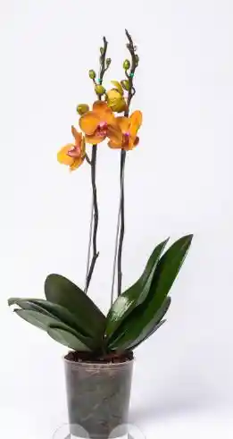 Orquidea Bologna Ii