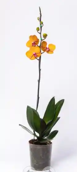 Orquidea Bologna Light I