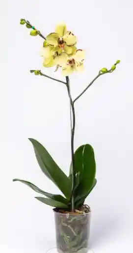 Orquidea Cobano I