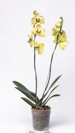 Orquidea Cobano Ii