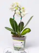 Orquidea Lech I Baby