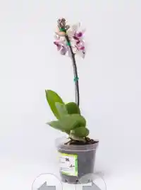 Orquidea Linz I Baby