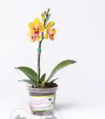 Orquidea Orange Cascada I Baby